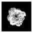 White Flower on Black Background 12x12 Canvas Wall Art