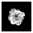 White Flower on Black Background 24x24 Canvas Wall Art