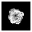 White Flower on Black Background 30x30 Canvas Wall Art