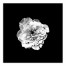White Flower on Black Background 36x36 Canvas Wall Art