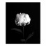 White Rose on Black Background 20x24 Canvas Wall Art