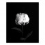 White Rose on Black Background 24x30 Canvas Wall Art