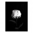 White Rose on Black Background 30x40 Canvas Wall Art