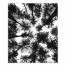 Black and White Tree Lookup 20x24 Canvas Wall Art