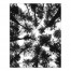 Black and White Tree Lookup 24x30 Canvas Wall Art