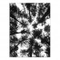 Black and White Tree Lookup 30x40 Canvas Wall Art