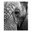Elephant Face 20x24 Canvas Wall Art