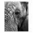 Elephant Face 24x30 Canvas Wall Art