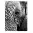 Elephant Face 30x40 Canvas Wall Art