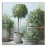 Potted Greenery 24x24 Canvas Wall Art