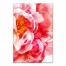 Pink Peonies Wall Art