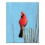 Cardinal On A Branch 16x20 Canvas Wall Art
