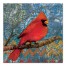 Abstract Cardinal On A Branch 20x20 Canvas Wall Art