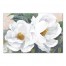 Magnolia Blossoms 24x36 Canvas Wall Art