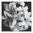 Black and White Flower Canvas Wall Art