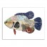 Fish Collage 18x24 Canvas Wall Art