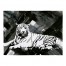 Black and White Tiger 30x40 Tapestry