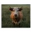 Calm Cow 22x18 Pallet Wood Art