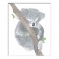 Sleepy Koala  Wall Art