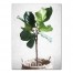 Fiddle Leaf Fig in Wicker Basket 18x24 Canvas Wall Art