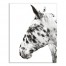 Black and White Dalmatian Horse 16x20 Canvas Wall Art