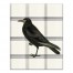Raven on Plaid 16x20 Canvas Wall Art