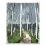 Soft Birch Path 16x20 Canvas Wall Art