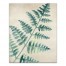Big Fern Branch 16x20 Canvas Wall Art