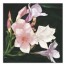 Dark Pink Florals 20x20 Canvas Wall Art