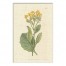 Scientific Botanical II 12x18 Canvas Wall Art