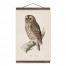 Vintage Owl Print 12x18 Teak Hanging Canvas