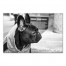 Dog Photography 18x12 Canvas Wall Art