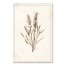 Lavender on Stained Paper 12x18 Canvas Wall Art