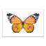 Orange Butterfly 18x12 Canvas Wall Art