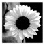 B&W Flower 16x16 Canvas Wall Art