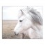 Horse in Field 20x16 Canvas Wall Art