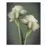 Moody White Florals 16x20 Canvas Wall Art