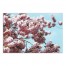 Pink Cherry Blossom 24x16 Canvas Wall Art