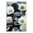 Daisy and Rock Photo 16x24 Canvas Wall Art