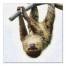 Hanging Sloth 20x20 Canvas Wall Art