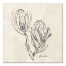 Protea Sketch 20x20 Canvas Wall Art