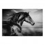 Running Horse 30x20 Canvas Wall Art