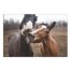 Horse Buds 30x20 Canvas Wall Art