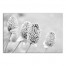 Gray Flower Bulbs 30x20 Canvas Wall Art