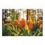 Tulips in the Sun 30x20 Canvas Wall Art