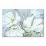 White Large Blooms 30x20 Canvas Wall Art