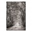Black and White Tree Path 20x30 Canvas Wall Art