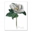 Live Simply Magnolia 11x14 Canvas Wall Art