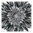 Gray Flower Photograph 36x36 Canvas Wall Art