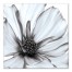 Grey and White Flower 36x36 Canvas Wall Art